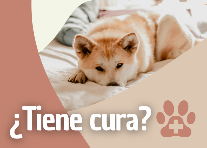 tiene cura la tiña de perro