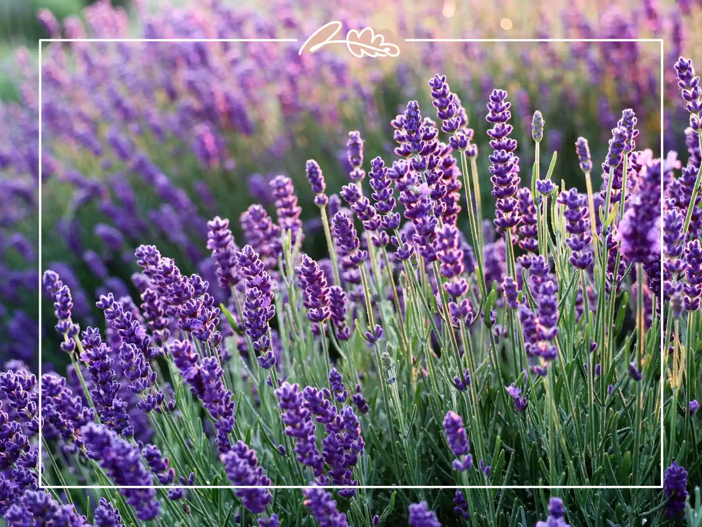 A field of purple lavender flowers under the soft glow of twilight. Fabulous Flowers and Gifts.