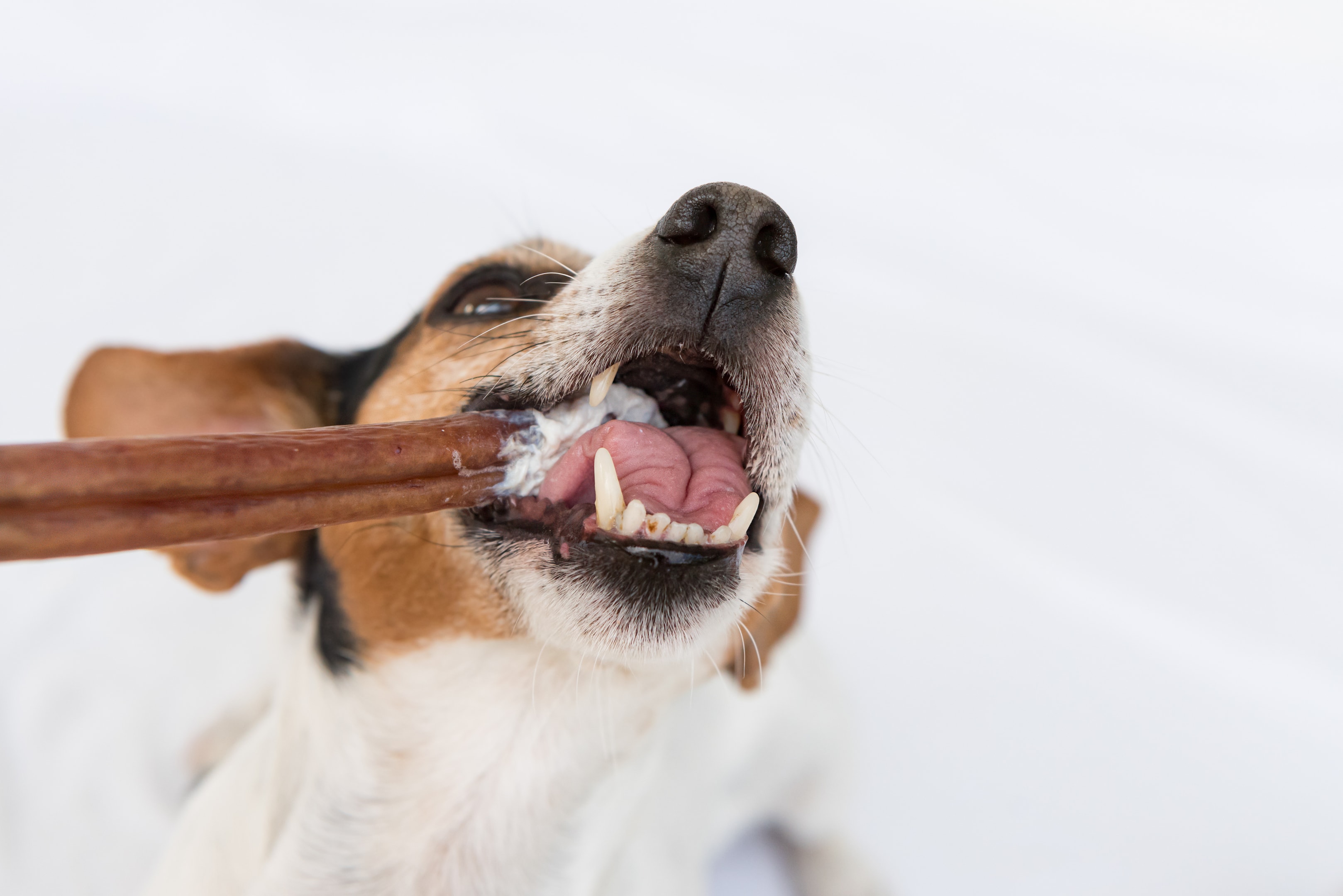 Dog Chewing on Bully Stick