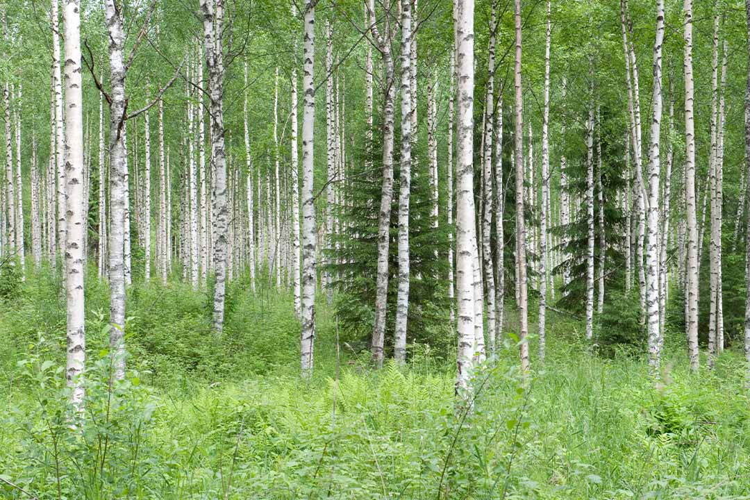 Silver Birch Forest