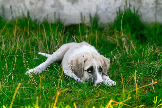 dog, pet, look at the dog, selective serotonin reuptake inhibitor, separation anxiety, dog's anxiety, dog anxiety, compulsive disorders