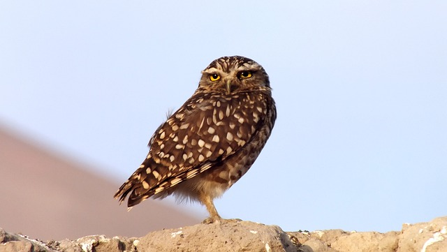 owl, chili, desert,birds that start with D