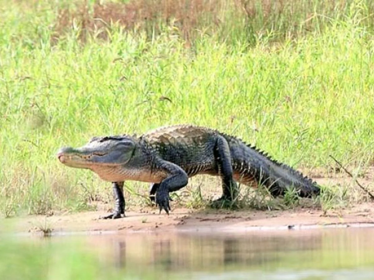 aligator mississippi river