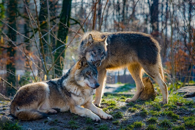 wolves, love, animal
