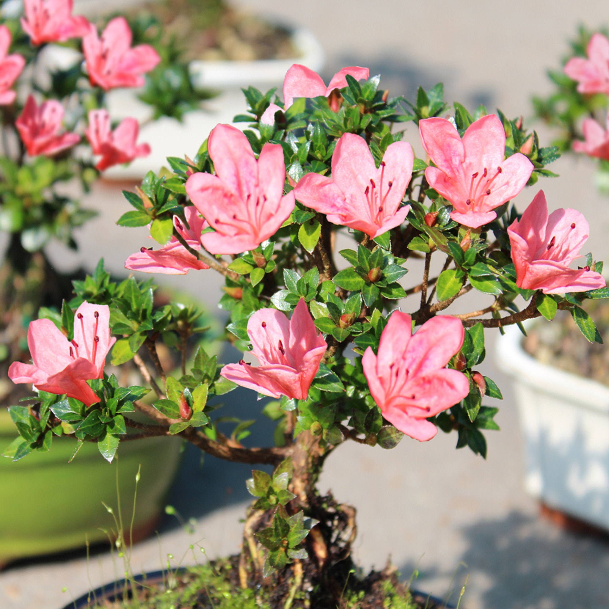 Authentic Beauty of Satsuki Azalea