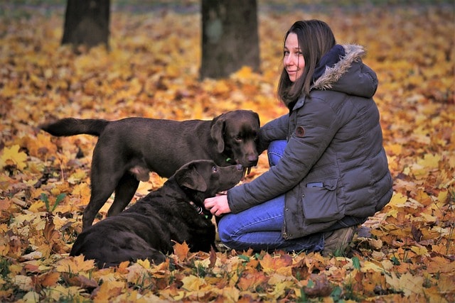 dog trainer, woman with dogs, autumn