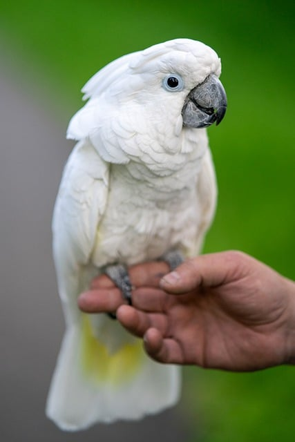 white cockatoo, umbrella cockatoo, cockatoo
