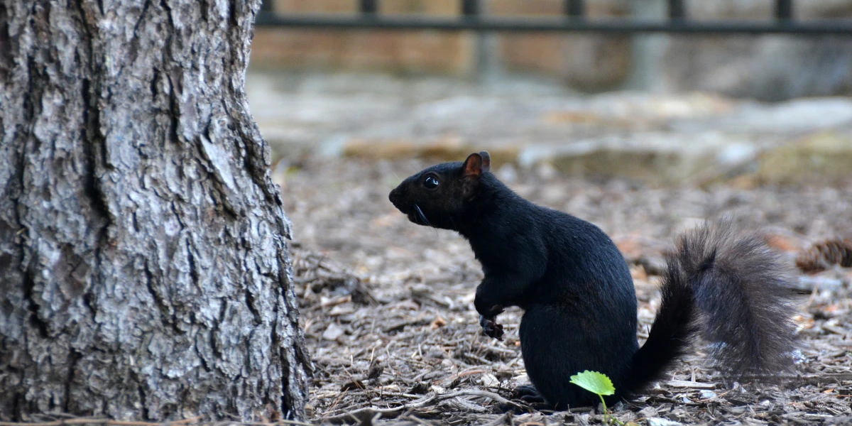 interesting animals in maryland