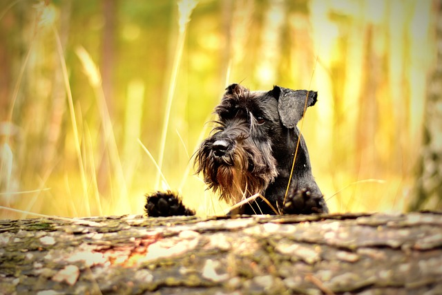 miniature schnauzer, black, dog