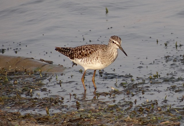 wood sandpiper, bird, sandpiper