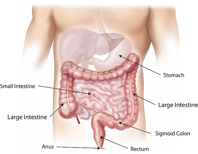 Digestive System Image by bodymybody from Pixabay