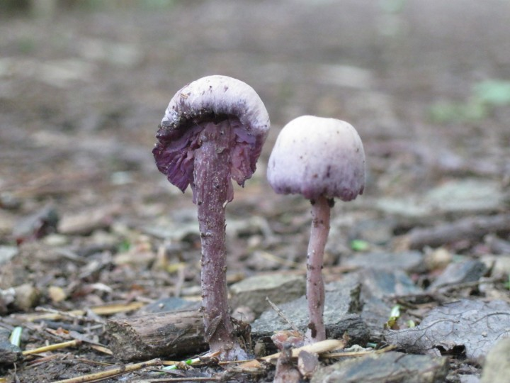 strongest psychedelic mushroom strain