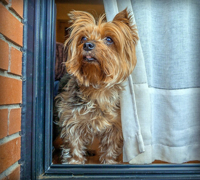 dog, yorkshire, terrier, national breed club, yorkie puppies, american kennel club for yorkshire, catch rats