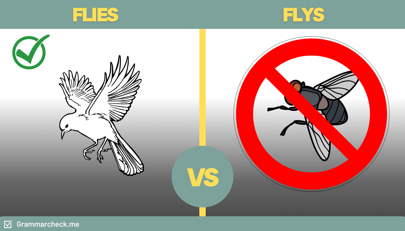 comparing the difference between flies or flys