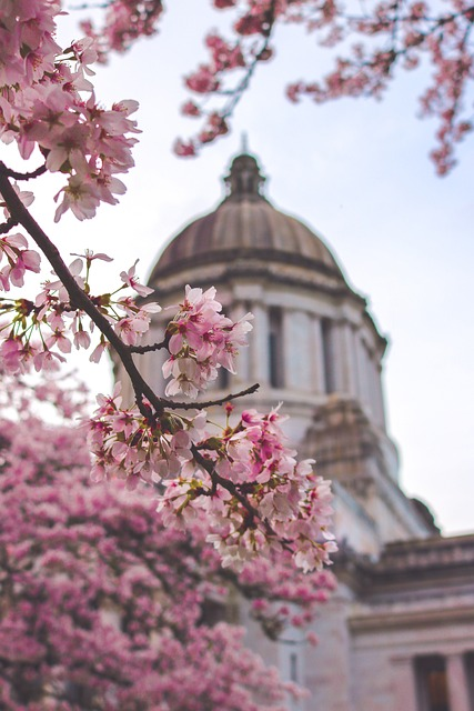 washington state, capitol building, pink flowers