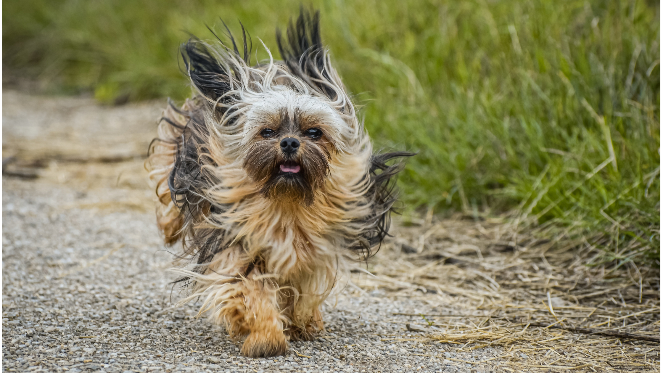 A running Russian Tsvetnaya Bolonka with fur flying in the air