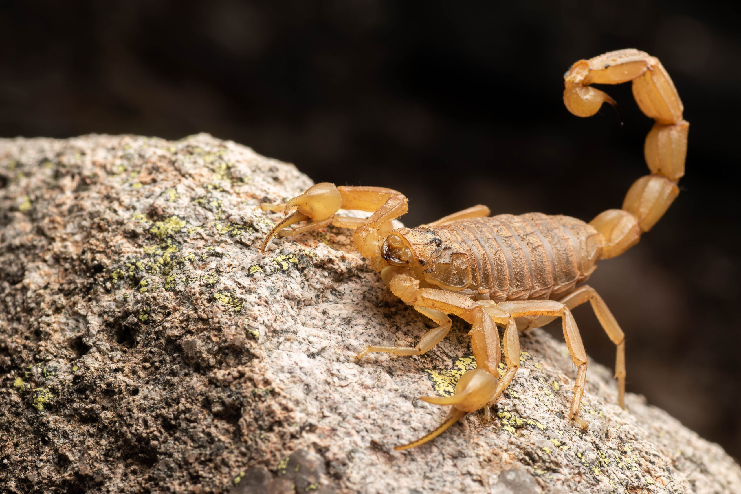 Scorpion Anatomy, Behavior & Venom: A Comprehensive Guide