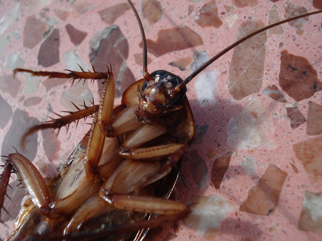 An image of a cockroach on an indoor floor.