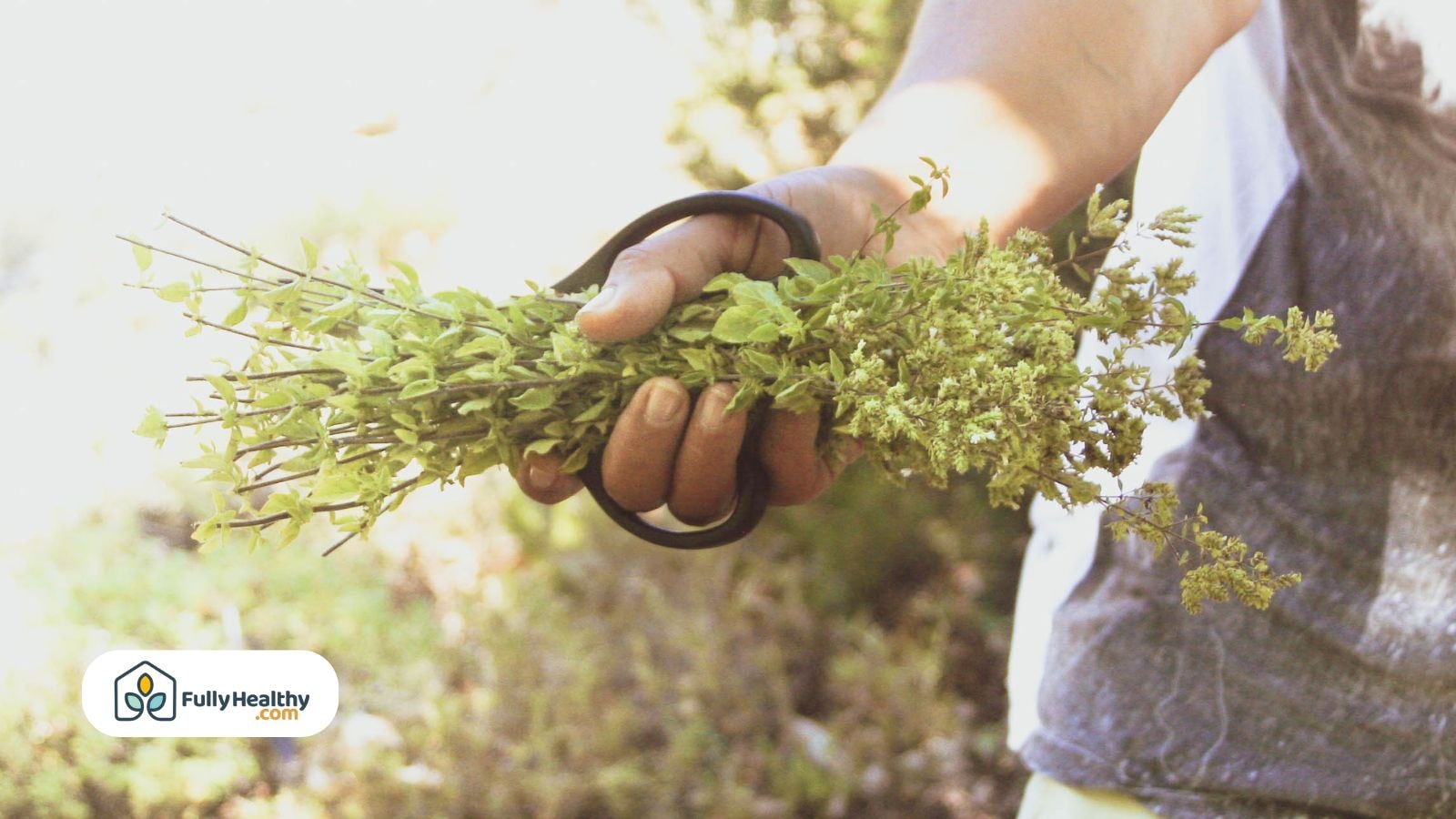 Gardener holding a fresh bunch of harvested oregano stems outdoors.