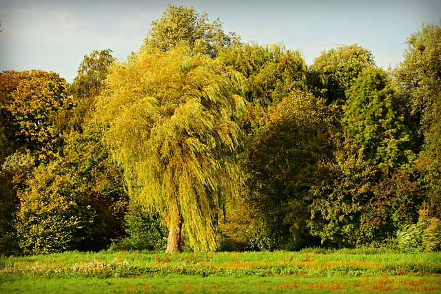 Willow tree in a field