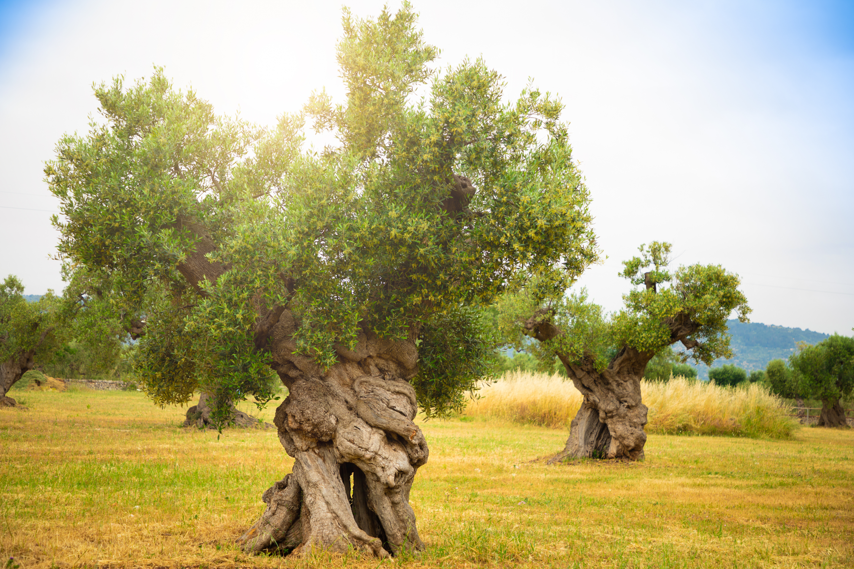 Olea europaea tree