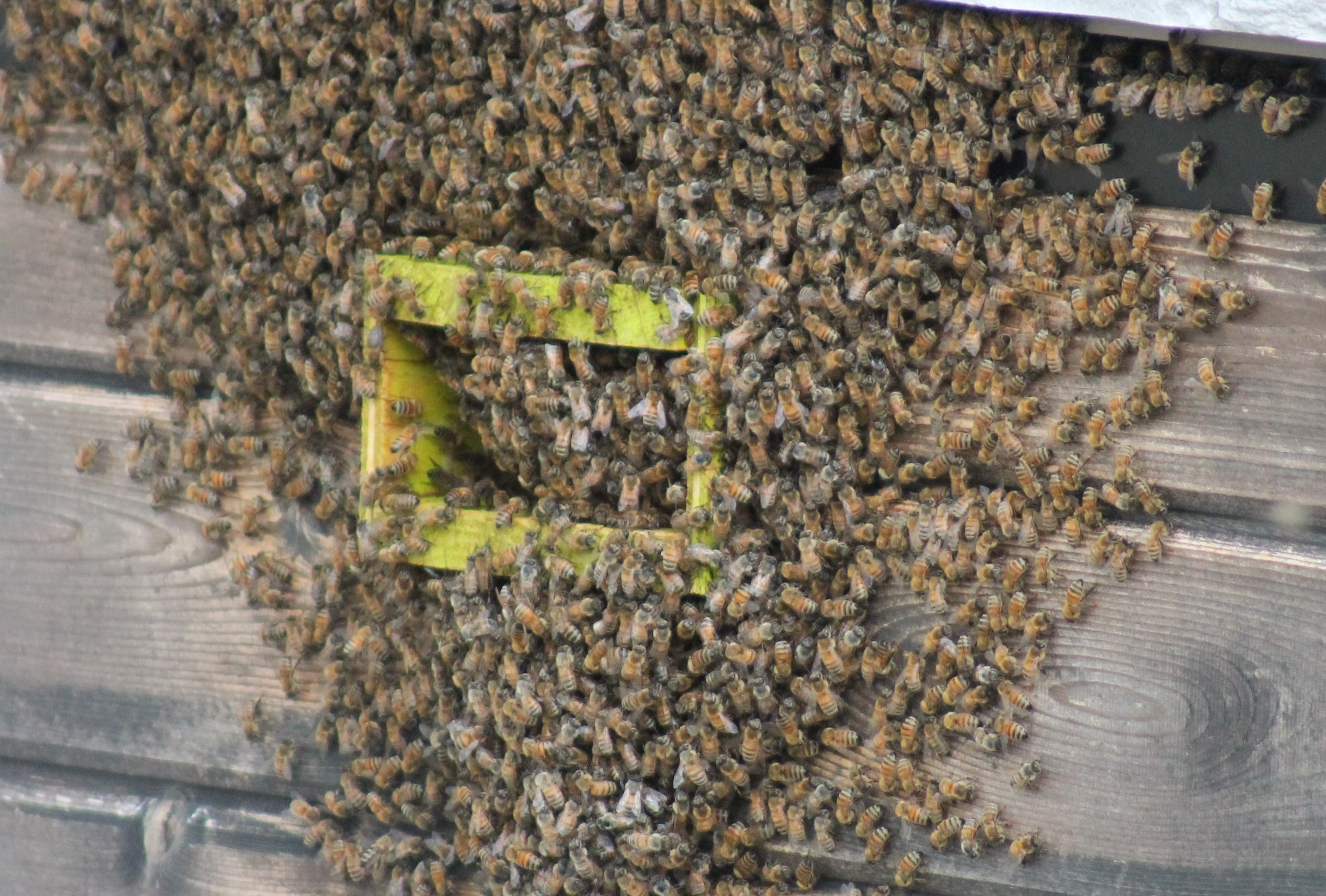 Bees feston outside the hives or in open spaces prior to swarming