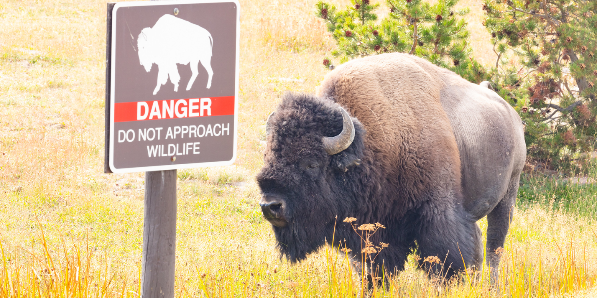 interesting animals in Yellowstone national park 
