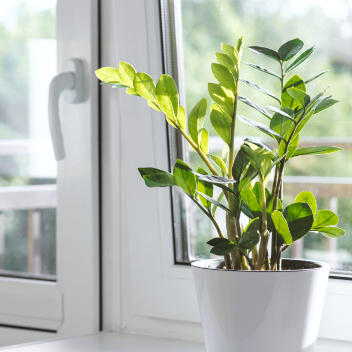 A beautiful image of ZZ Plant, one of the unkillable houseplants that adds elegance and requires minimal effort to maintain.