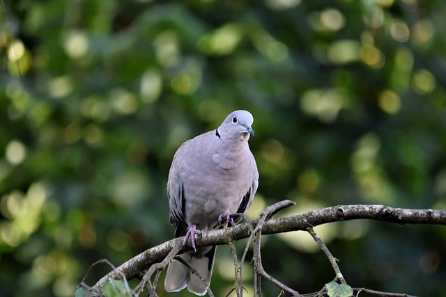 bird, dove, turkey pigeon