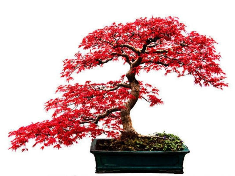 Bonsai trees rely on these essential nutrients as the foundational elements that shape their well-being, vitality, and visual charm.