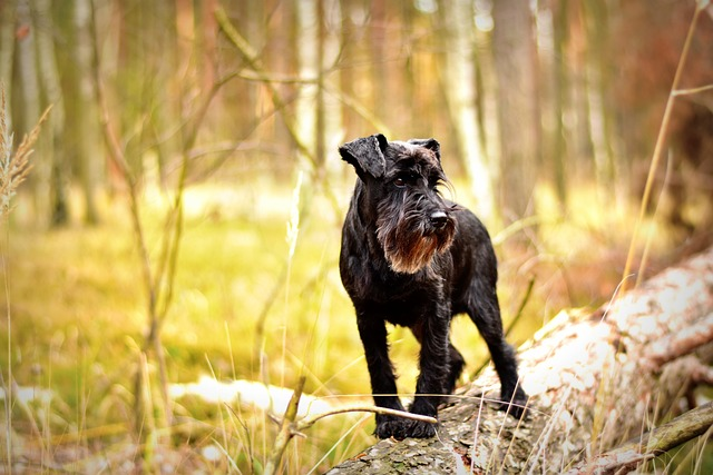 miniature schnauzer, dog, dog photography, dog sports, miniature schnauzer care, training miniature schnauzers