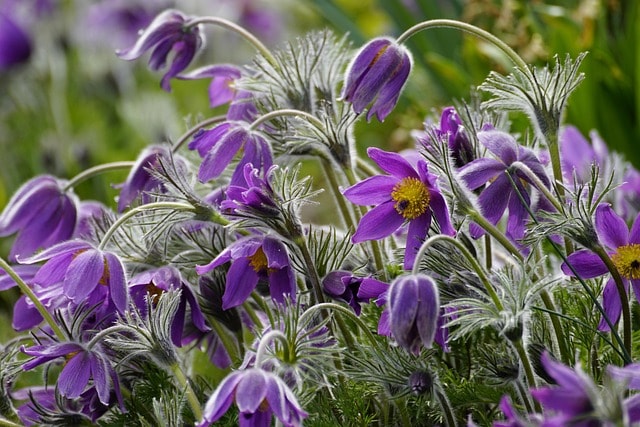 flower, pulsatilla, pulsatilla vulgaris, flower background, beautiful flowers, pasqueflower, flower wallpaper, nature, spring, purple
