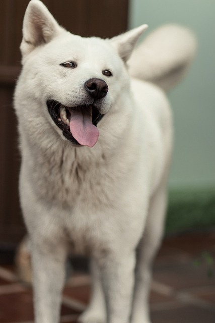 dog, akita, smile