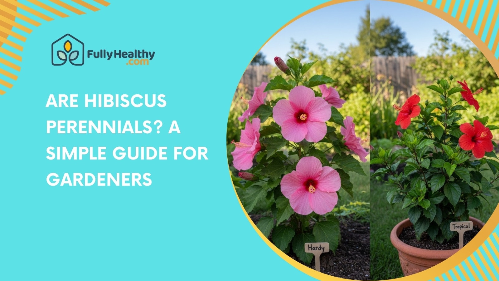 Are Hibiscus Perennials? A Simple Guide for Gardeners