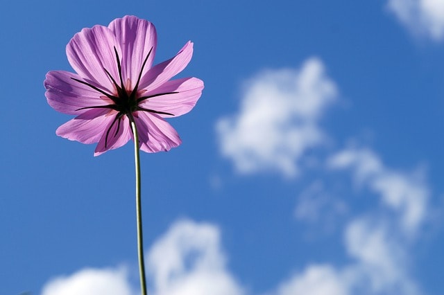 cosmea, pink, flower