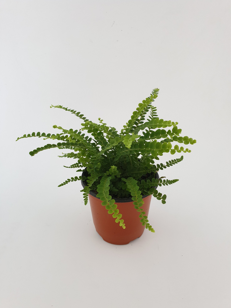 clay pots, soil mix for ferns, fern care indoor, 