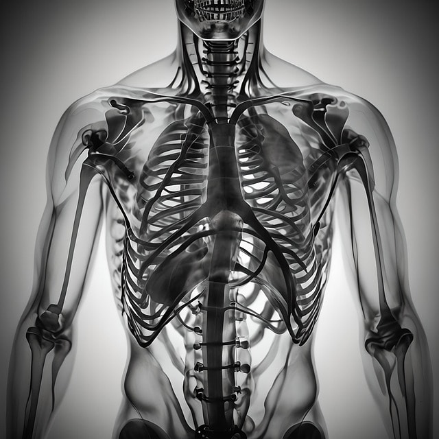 health and character requirements for australian visa, ai generated, x-ray, radiology, skeleton, anatomy, scan, radiological, technology, transparent, diagnosis, healthcare, medical, human, medicine, torso, hidden, xray, radiology, radiology, radiology, healthcare, healthcare, healthcare, healthcare, healthcare, xray, xray