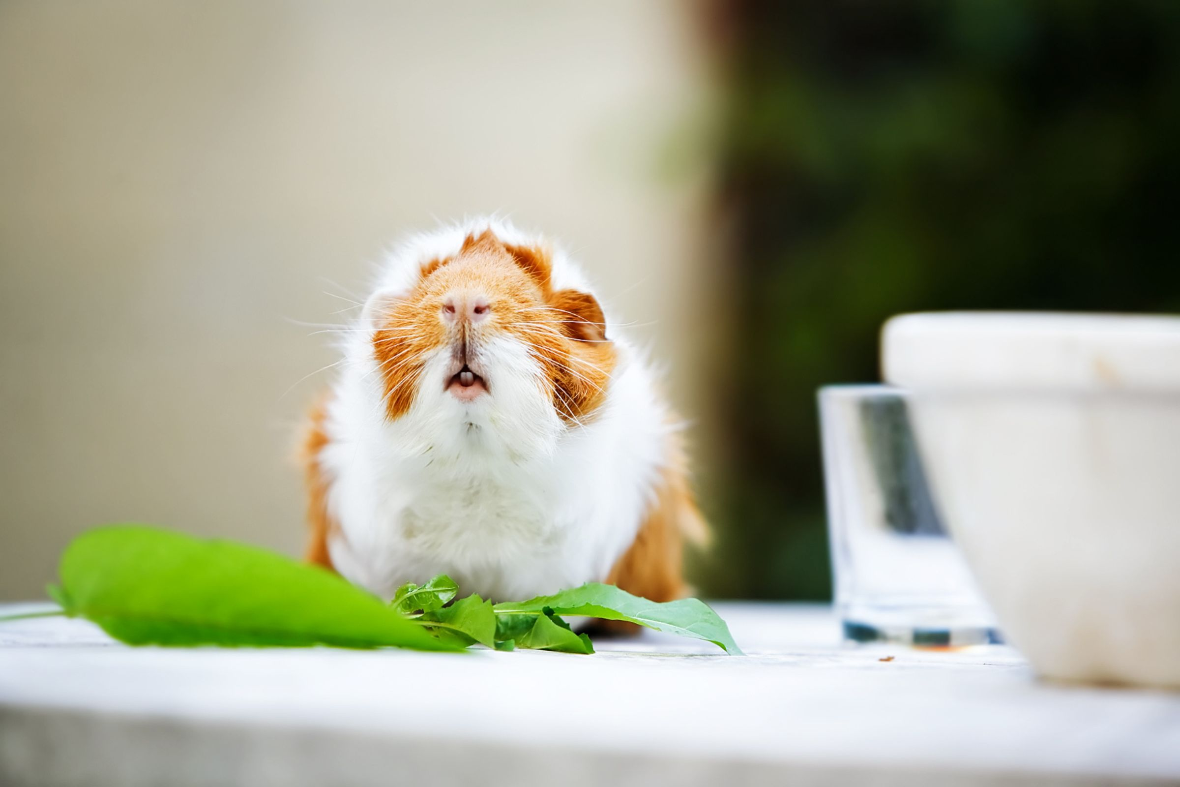 Can Guinea Pigs Eat Turnip Greens? (Benefits, Risks, & FAQs)