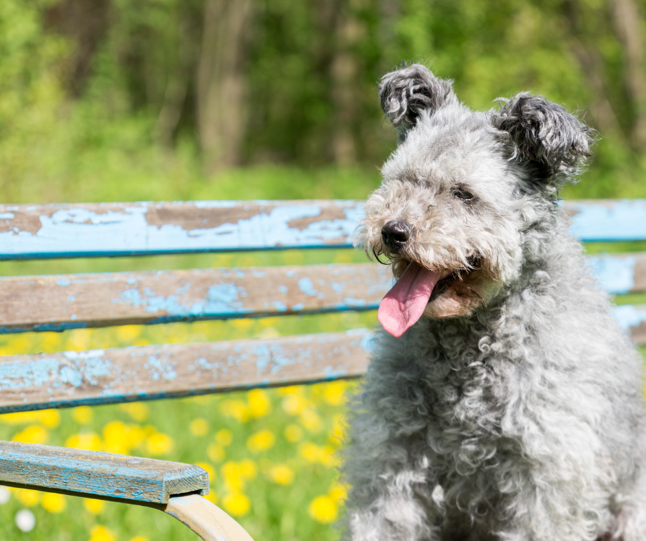 A Pumi dog sitting on a park bench