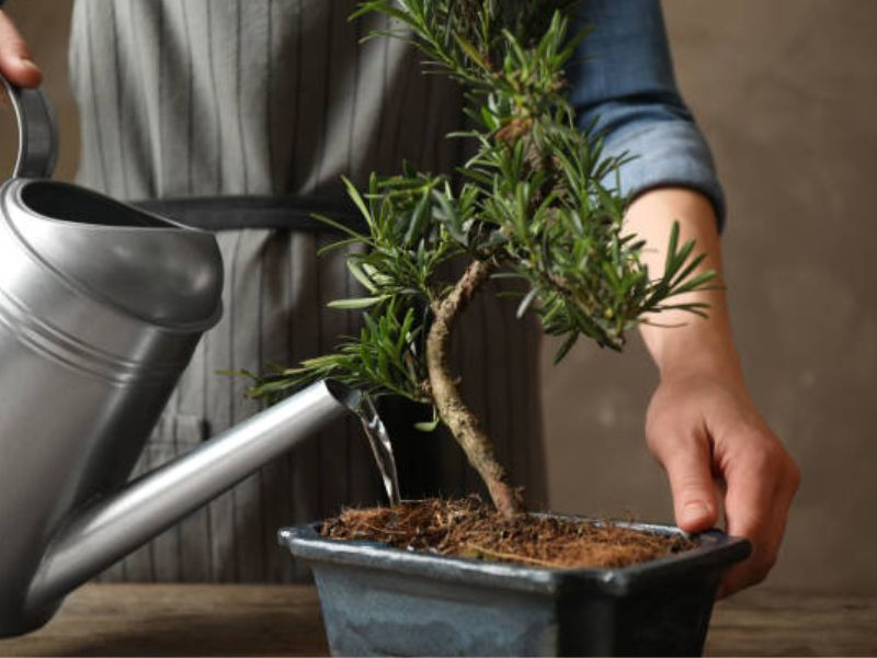 Preventing overwatering your bonsai tree