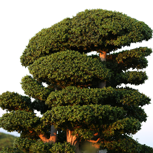 Picture of a healthy, well-trimmed tree.