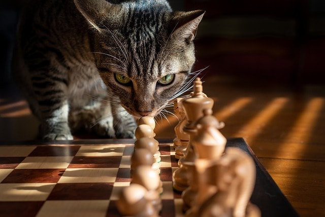 cat sniffs chess pieces symbolizing how you can split test to improve your bullet points and search results