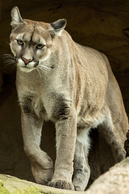 puma, animal, wildlife