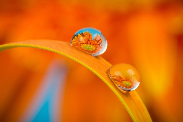 flower, flower background, macro