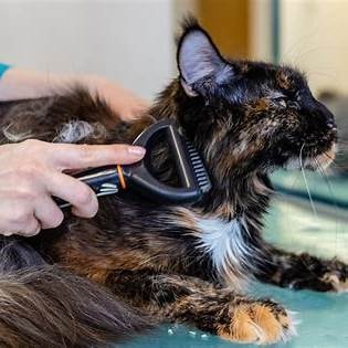 Langharige kat wordt geborsteld met trimhark