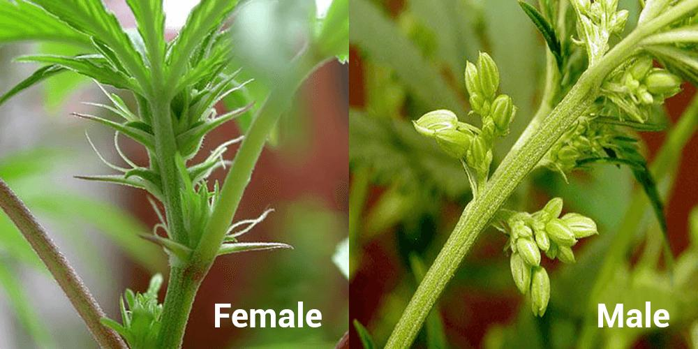 female plants produce healthy plants