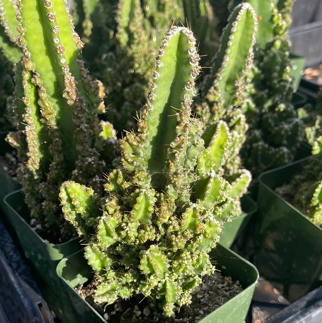 triangle cactus, acanthocereus tetragonus fairy castle