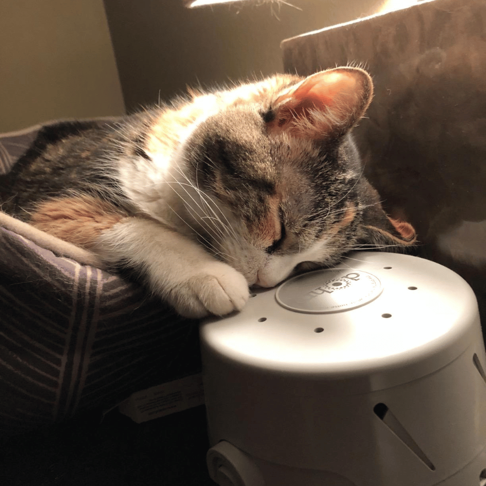 Cat Relax with Yogasleep and Cat Calming Diffuser