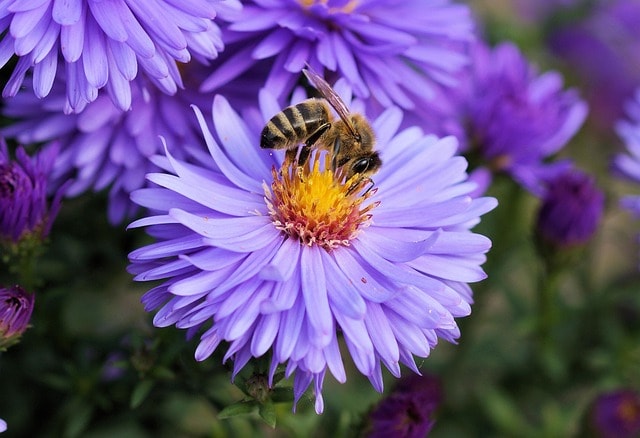 bee, insect, flower, pollen, purple flower, honey bee, flower wallpaper, beautiful flowers, animal, bloom, nature, blossom, flowering plant, ornamental plant, plant, flower background, flora, garden, closeup