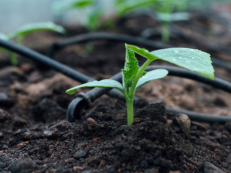 What Can Drip Irrigation Systems Do?